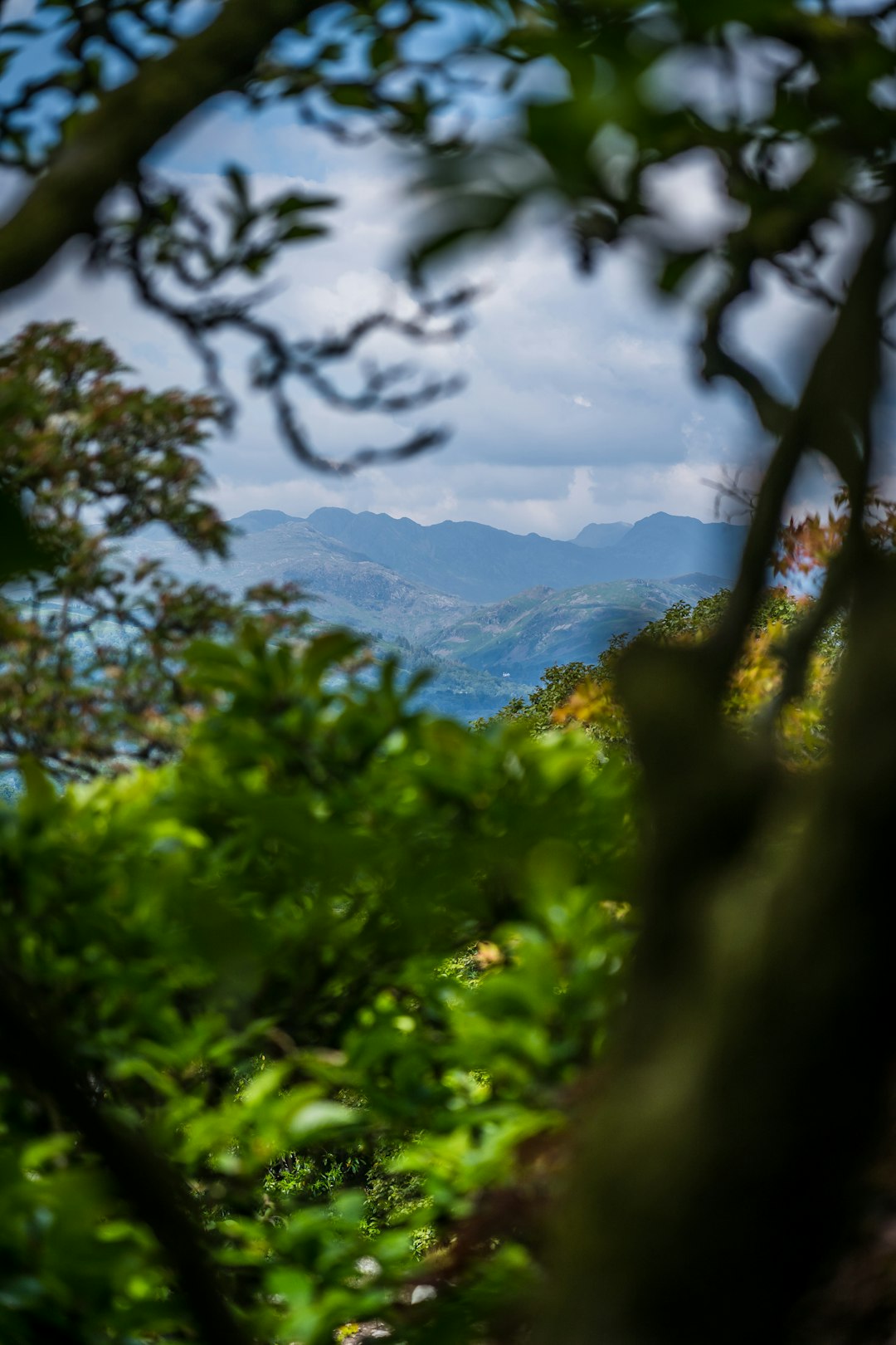 green tree near mountain during daytime