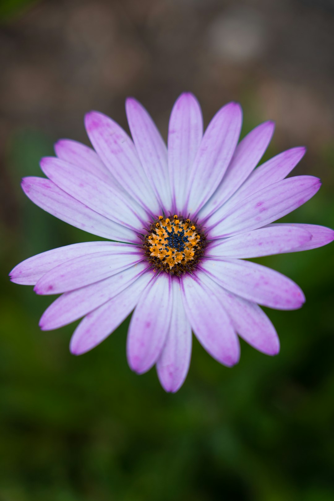 purple flower in tilt shift lens