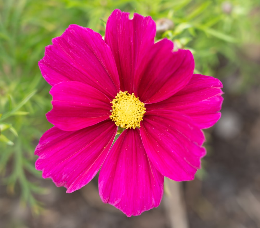 pink flower in tilt shift lens