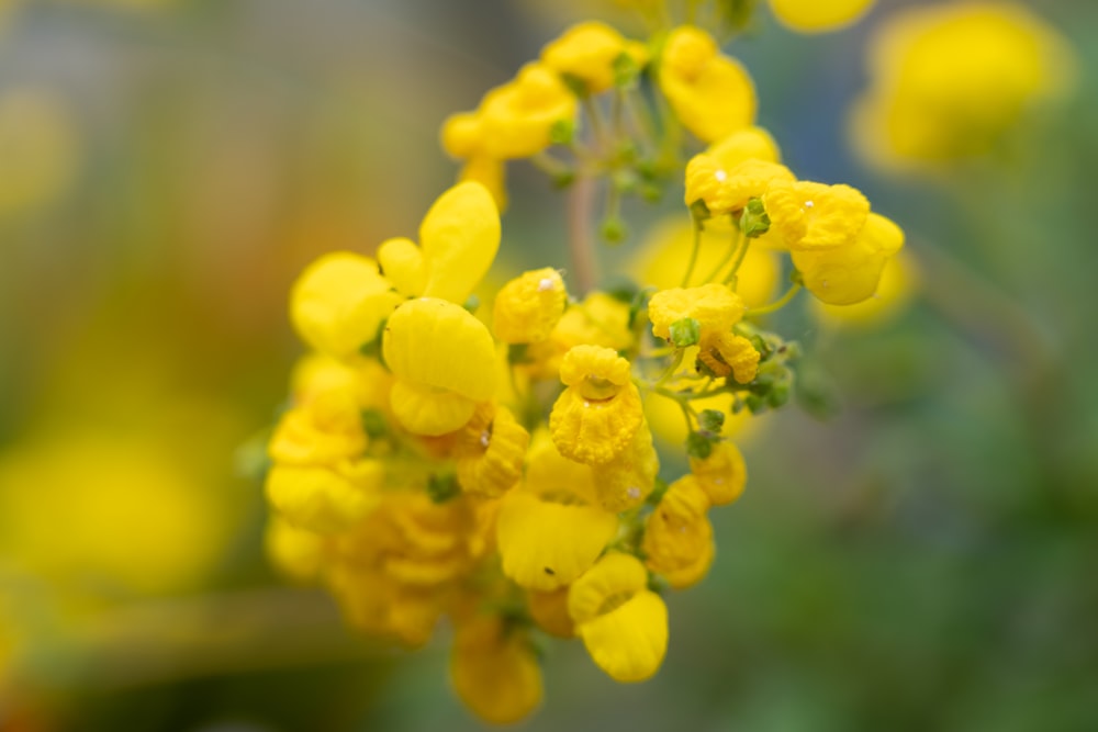 yellow flower in tilt shift lens