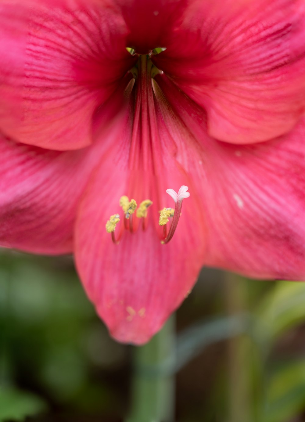 pink flower in tilt shift lens