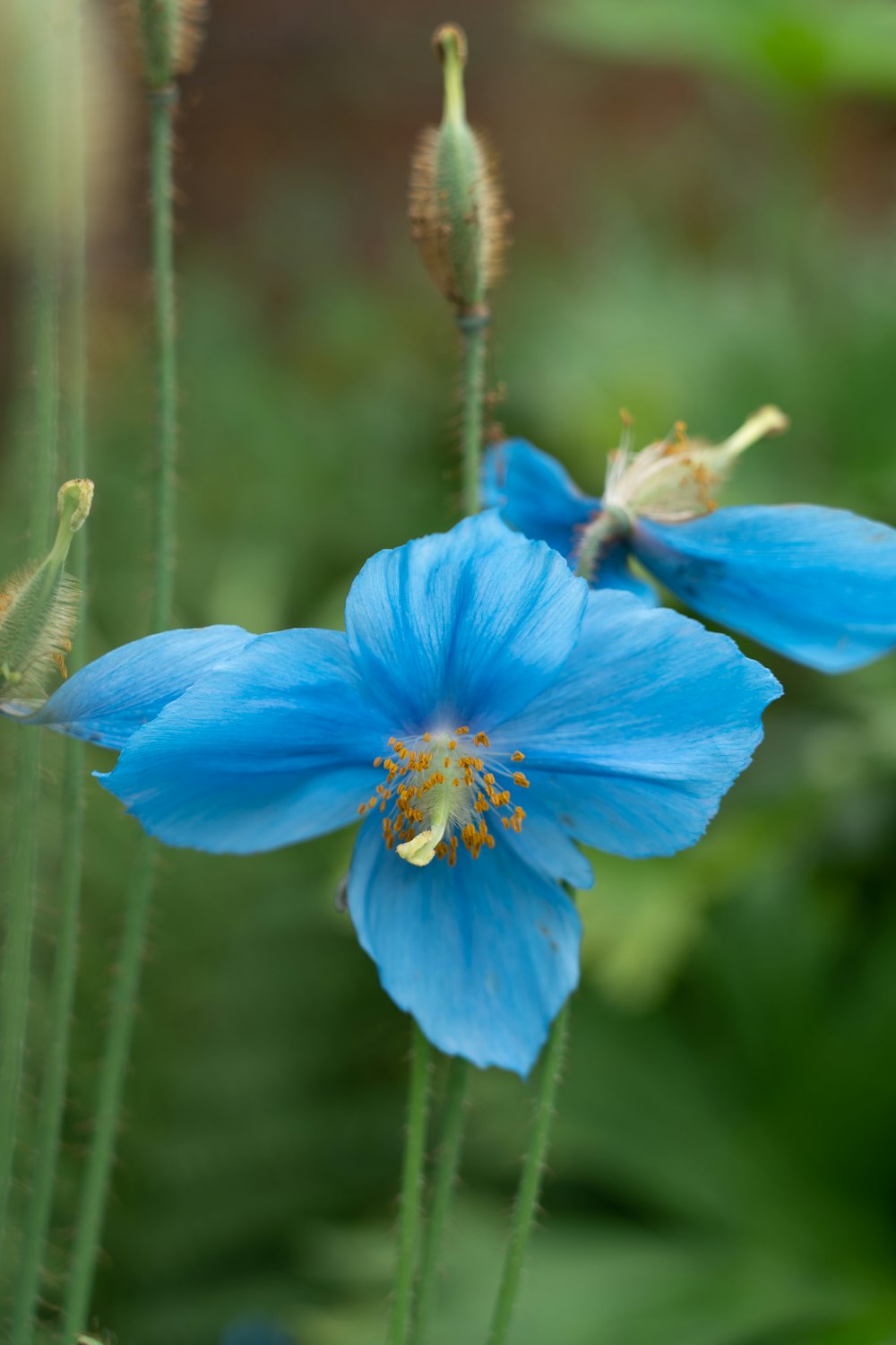 Flor azul en lente de cambio de inclinación