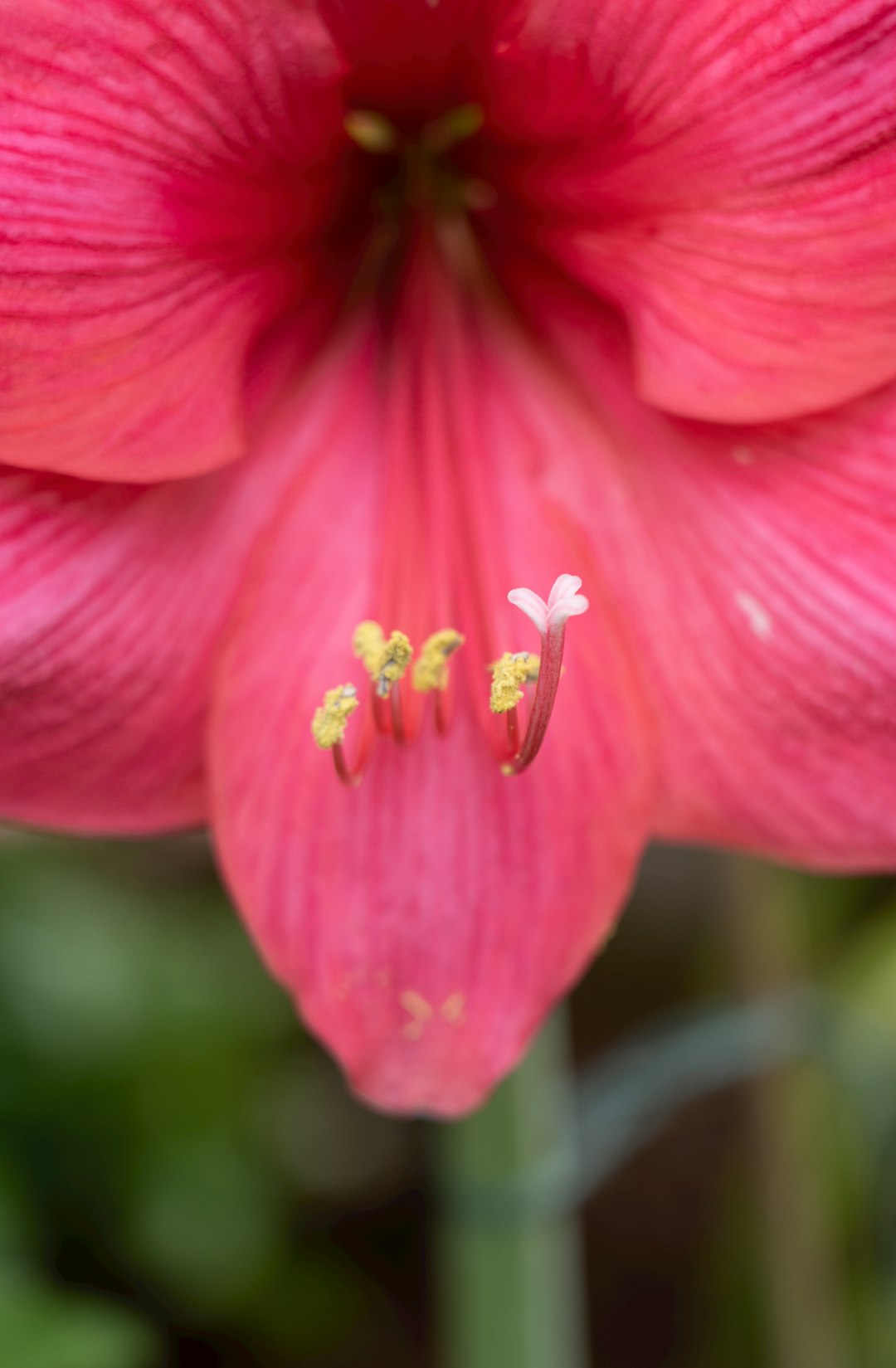 pink flower in tilt shift lens