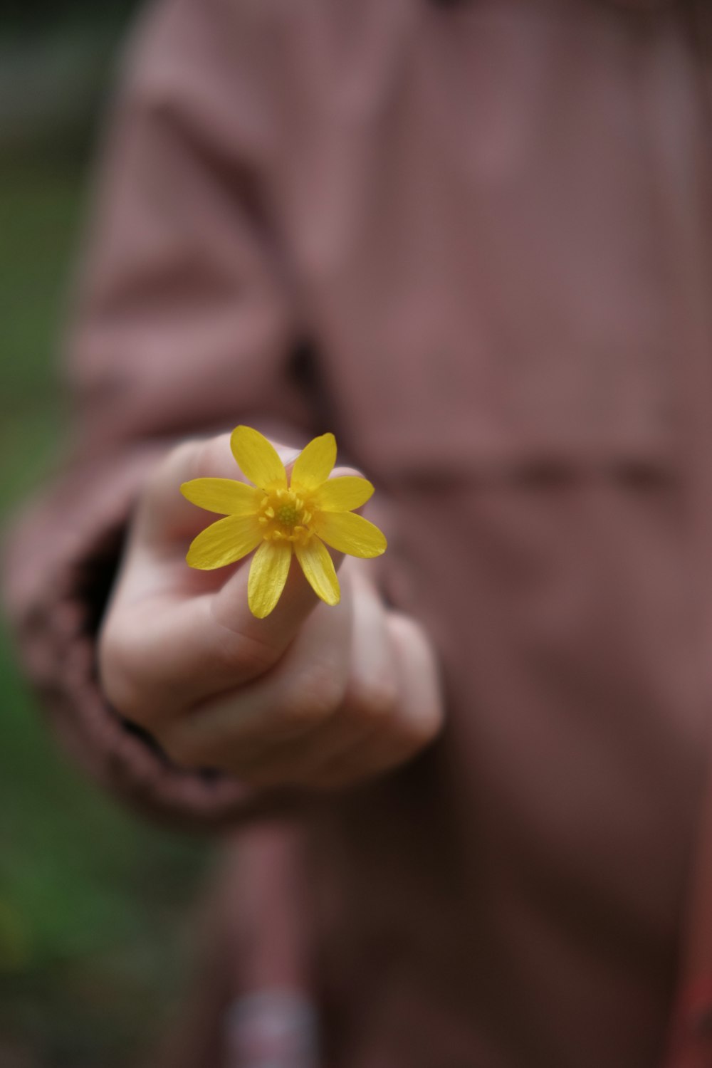 person holding yellow flower during daytime