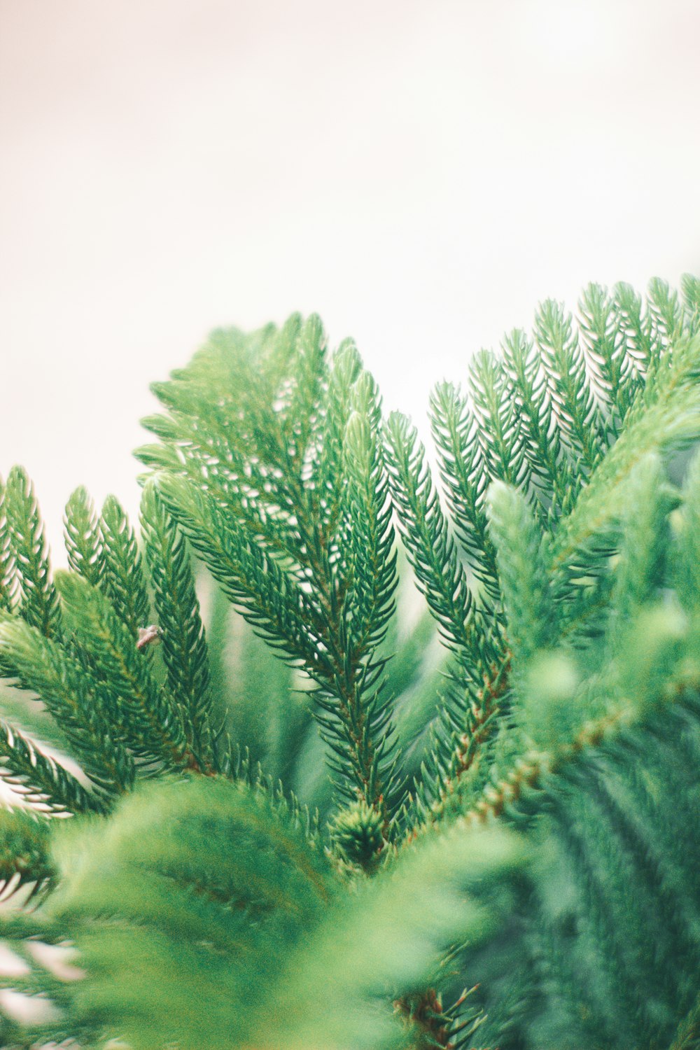 green pine tree in close up photography