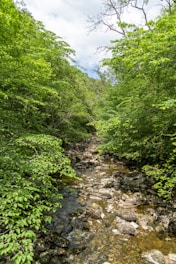 A small rocky stream flows through a lush, green forest. Dense foliage and trees surround the water, creating a natural canopy. Sunlight filters through the leaves, casting dappled shadows on the rocks and water. The environment appears tranquil and undisturbed.