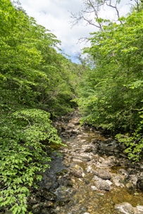 A small rocky stream flows through a lush, green forest. Dense foliage and trees surround the water, creating a natural canopy. Sunlight filters through the leaves, casting dappled shadows on the rocks and water. The environment appears tranquil and undisturbed.