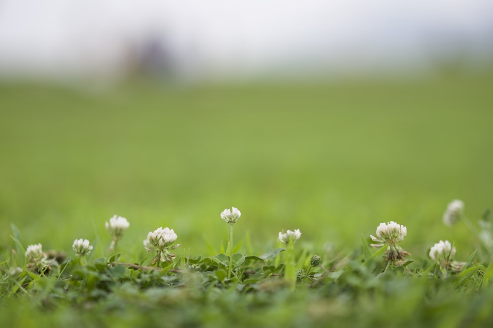 white dandelion in green grass field during daytime