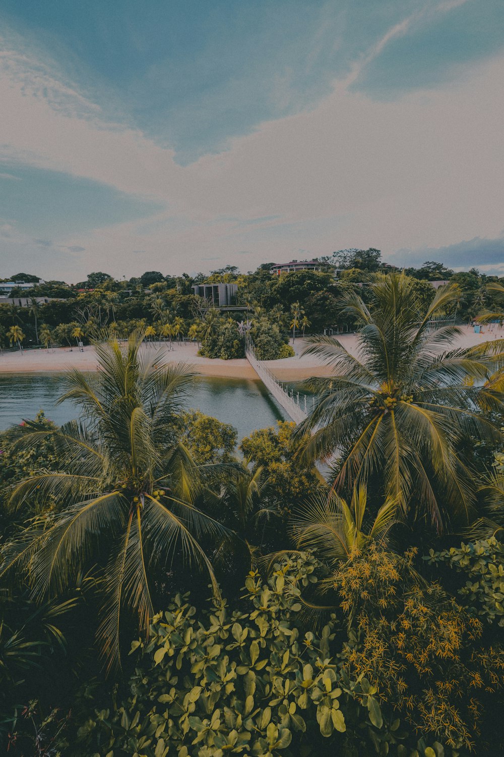 green palm tree near body of water during daytime