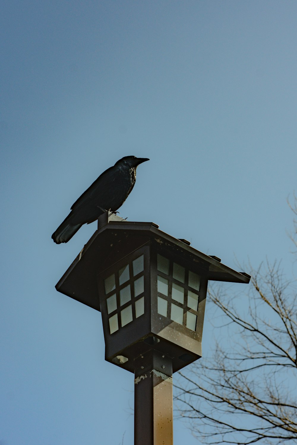 black crow on brown wooden bird house