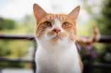 A close-up of a curious cat perched on a wooden fence with fresh green fields behind