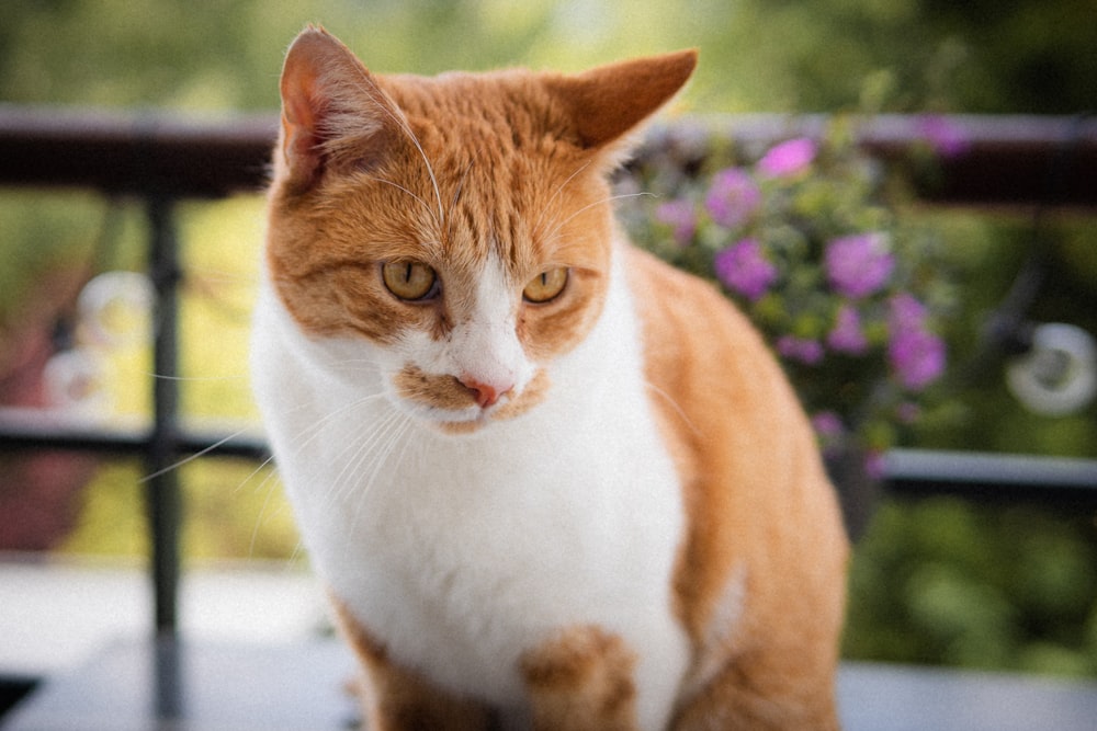 orange and white tabby cat