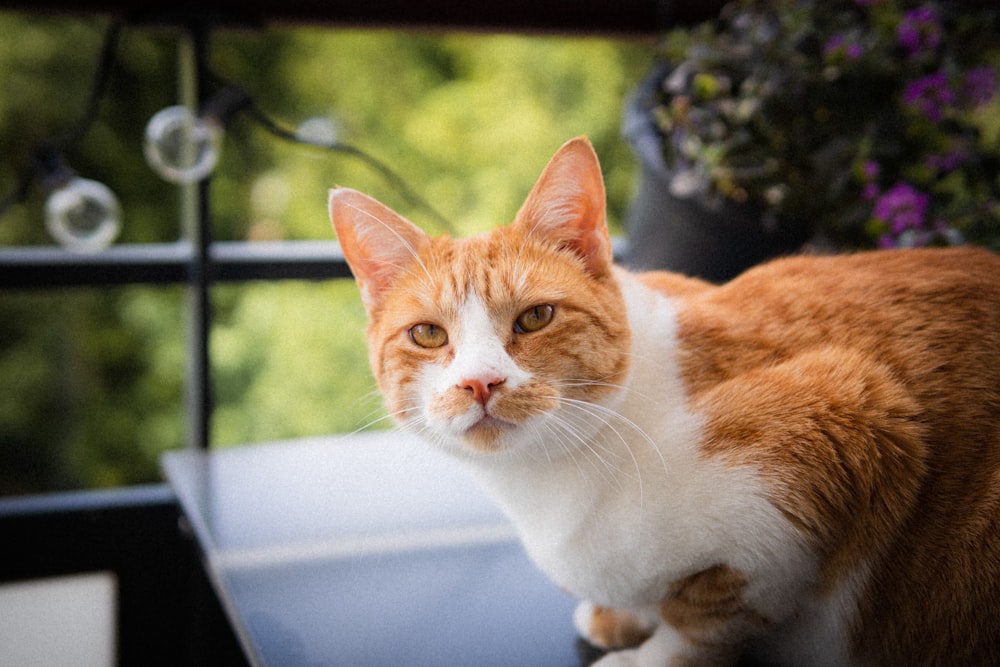 gato atigrado naranja y blanco sobre mesa blanca