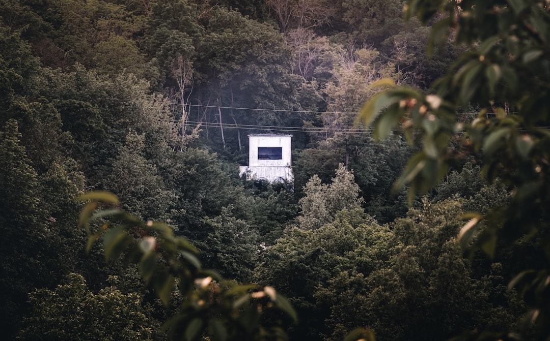 white and black house surrounded by trees