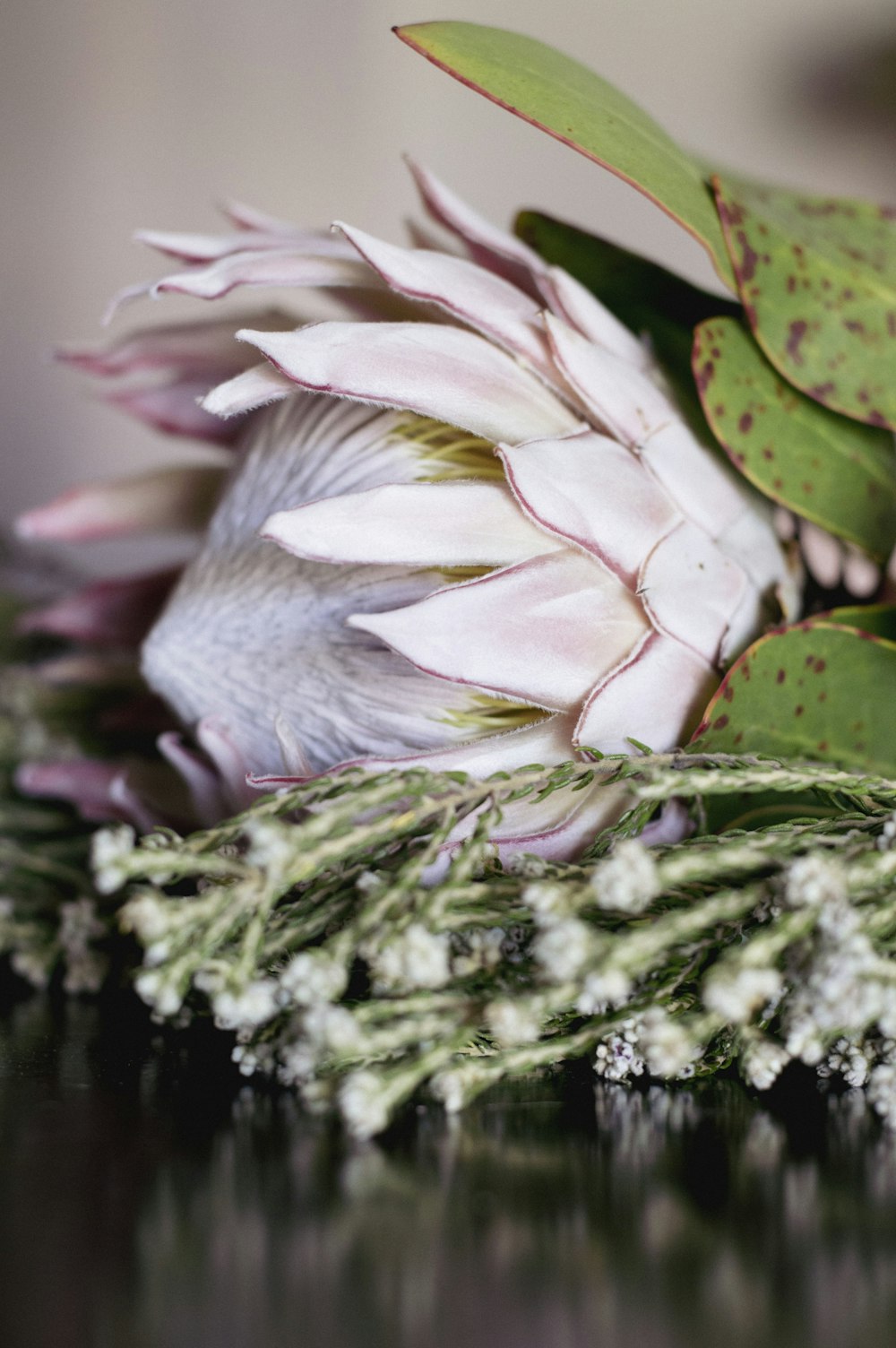 pink lotus flower in bloom