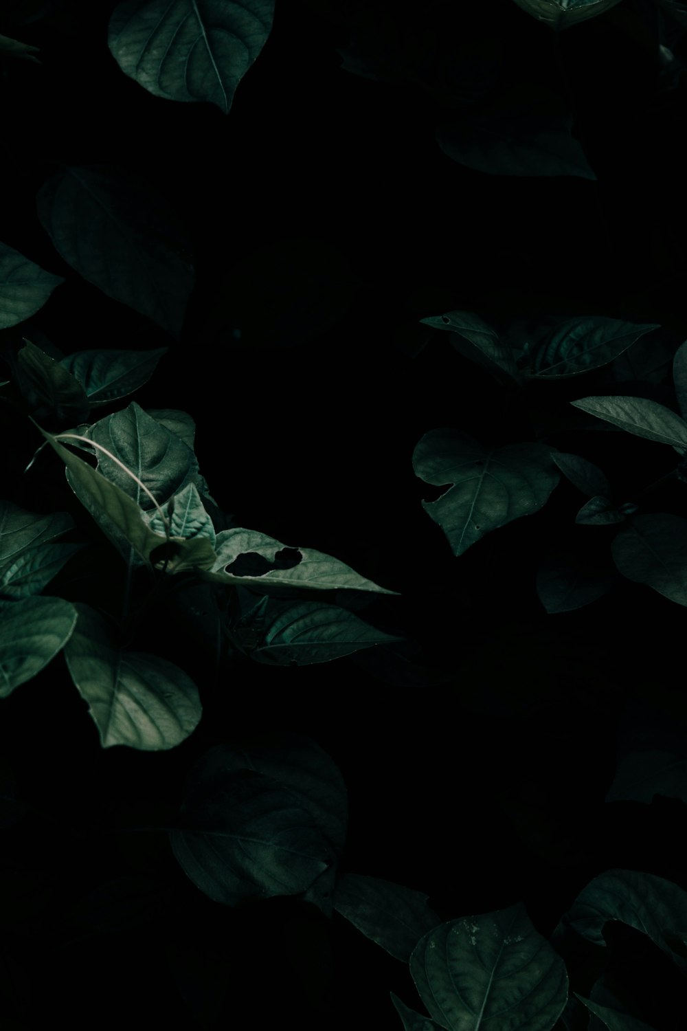 green leaves in black background
