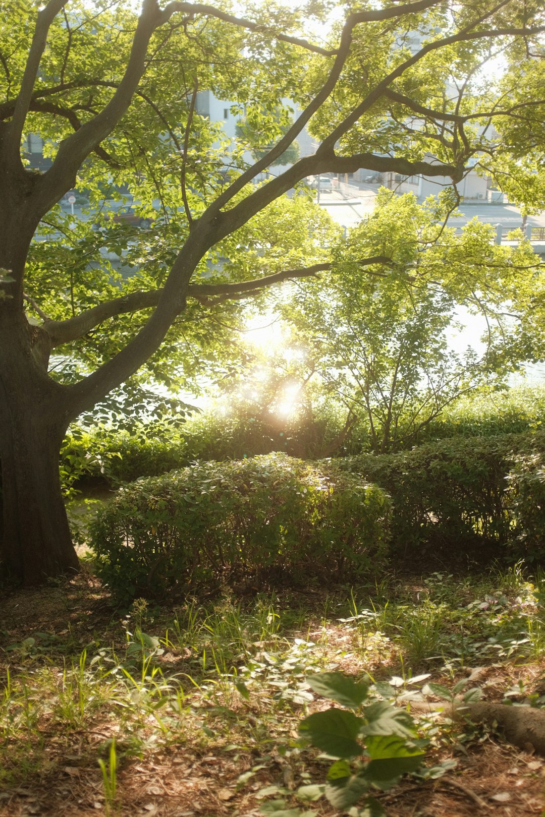 green grass and green trees during daytime