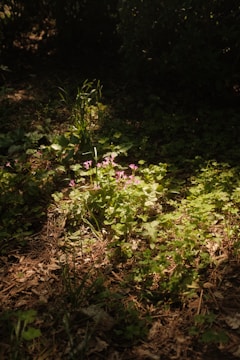 green grass with purple flowers