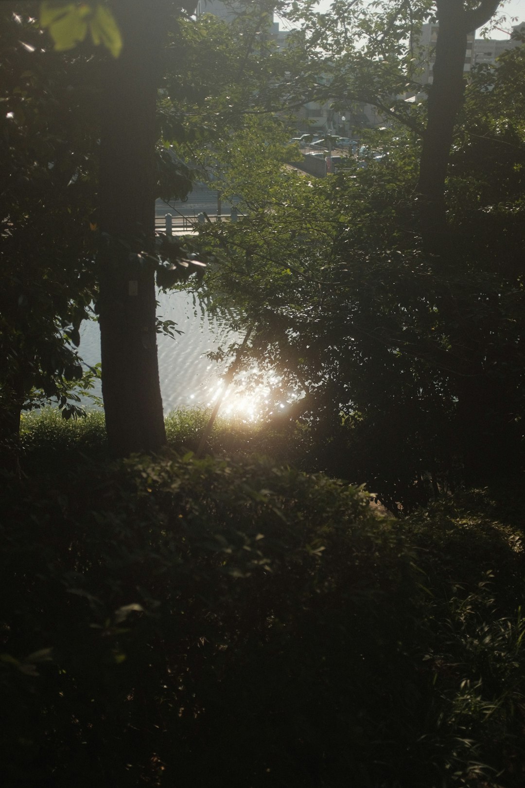 green trees near river during daytime