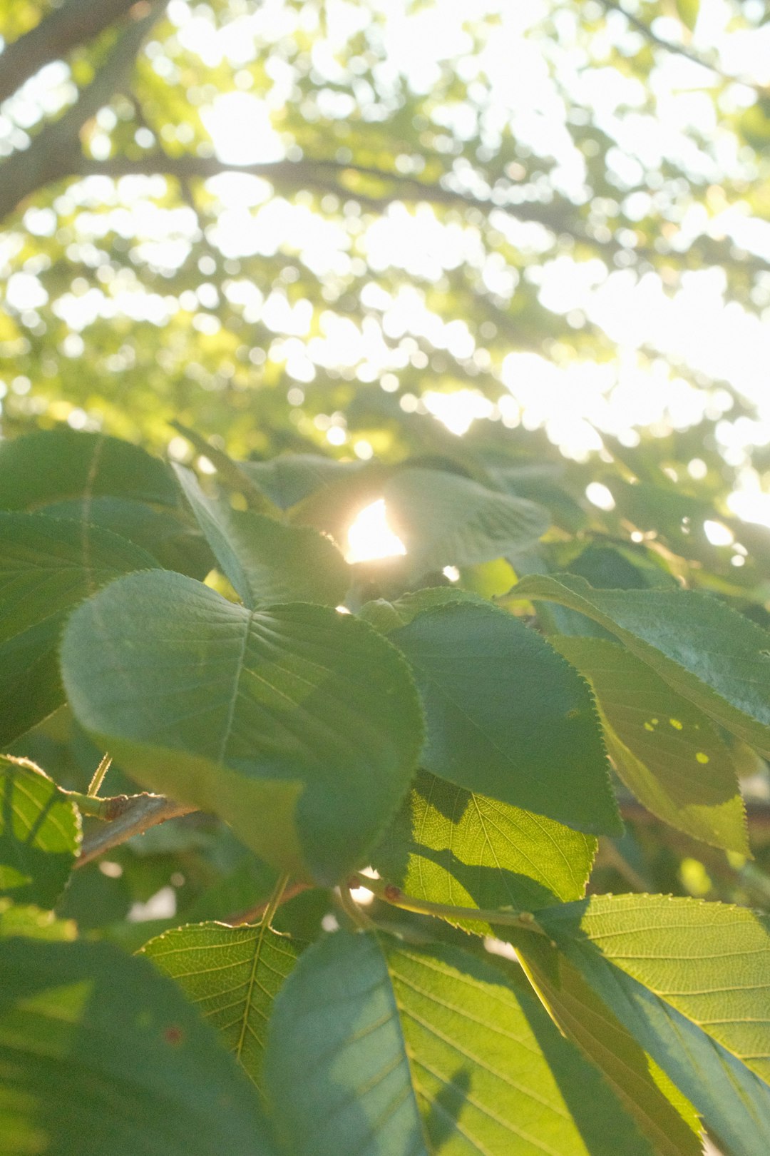 green leaves with white flowers