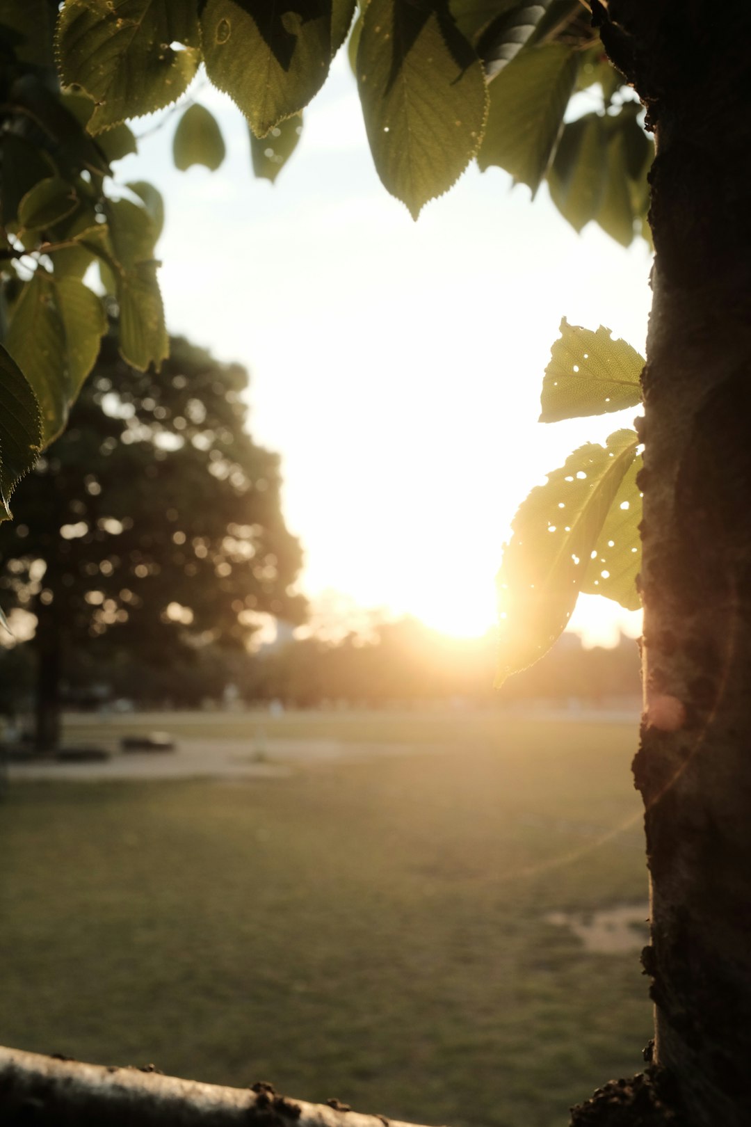 sun setting over the green tree