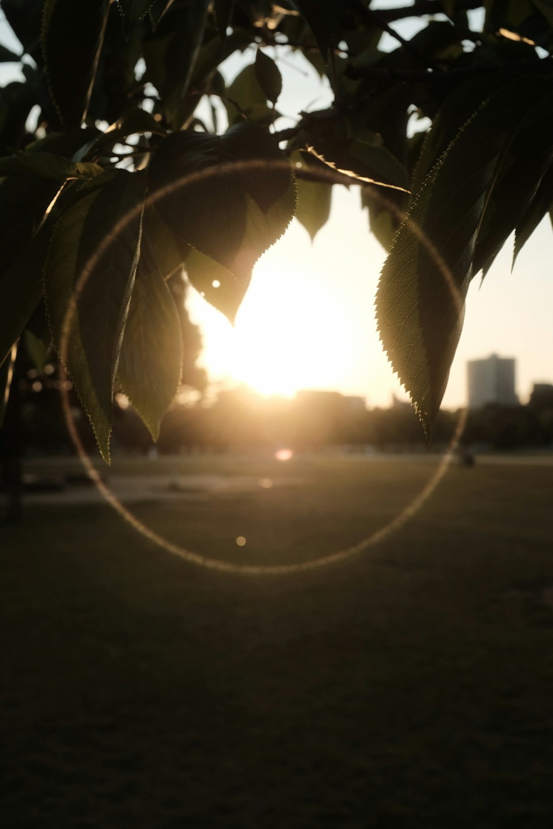 sun setting over the green leaves