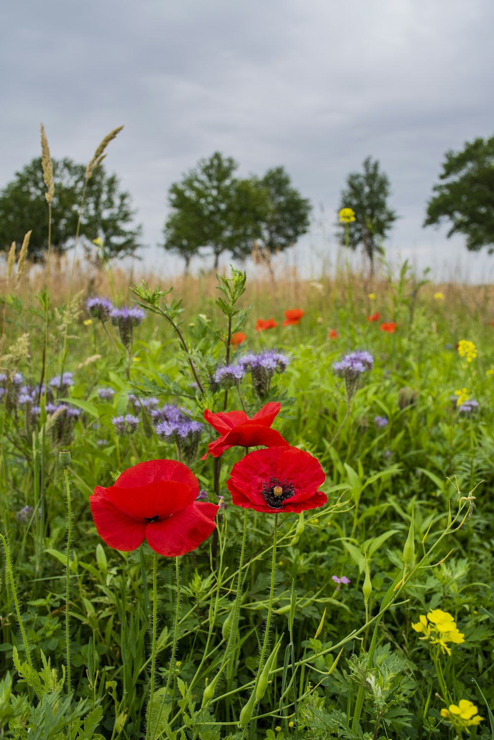 a field full of red and purple flowers