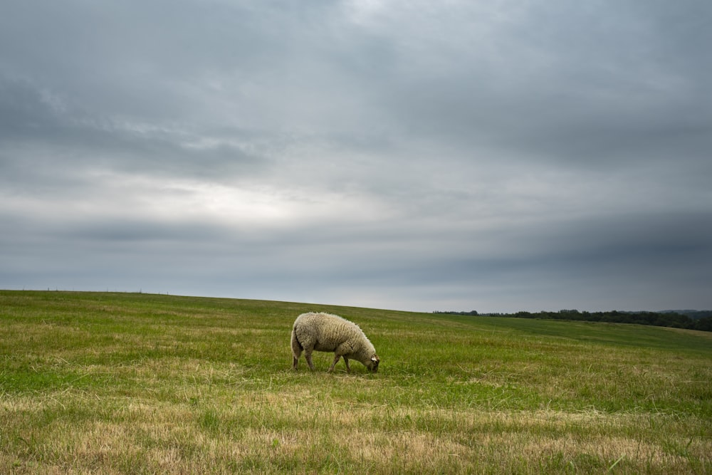 a sheep grazes in a grassy field under a cloudy sky