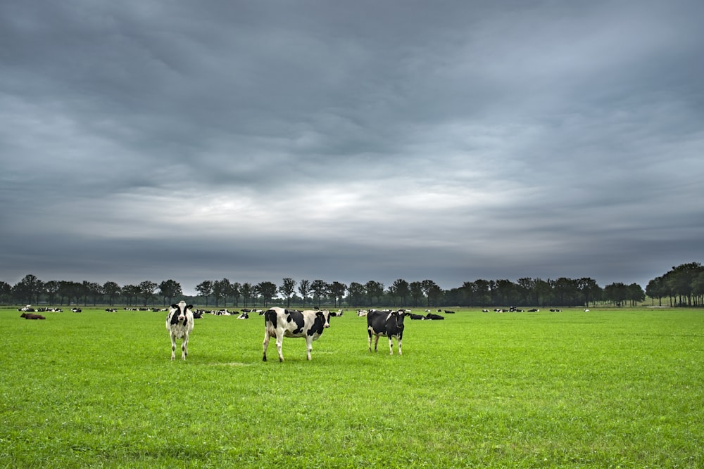 a couple of cows are standing in a field