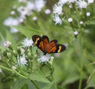 black and orange butterfly perched on purple flower in close up photography during daytime