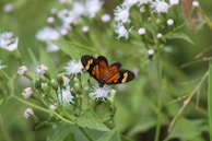 black and orange butterfly perched on purple flower in close up photography during daytime