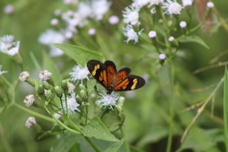 black and orange butterfly perched on purple flower in close up photography during daytime