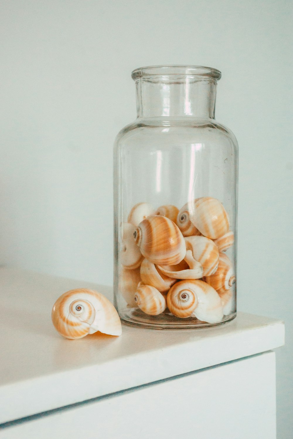 clear glass jar with white and brown sea shells