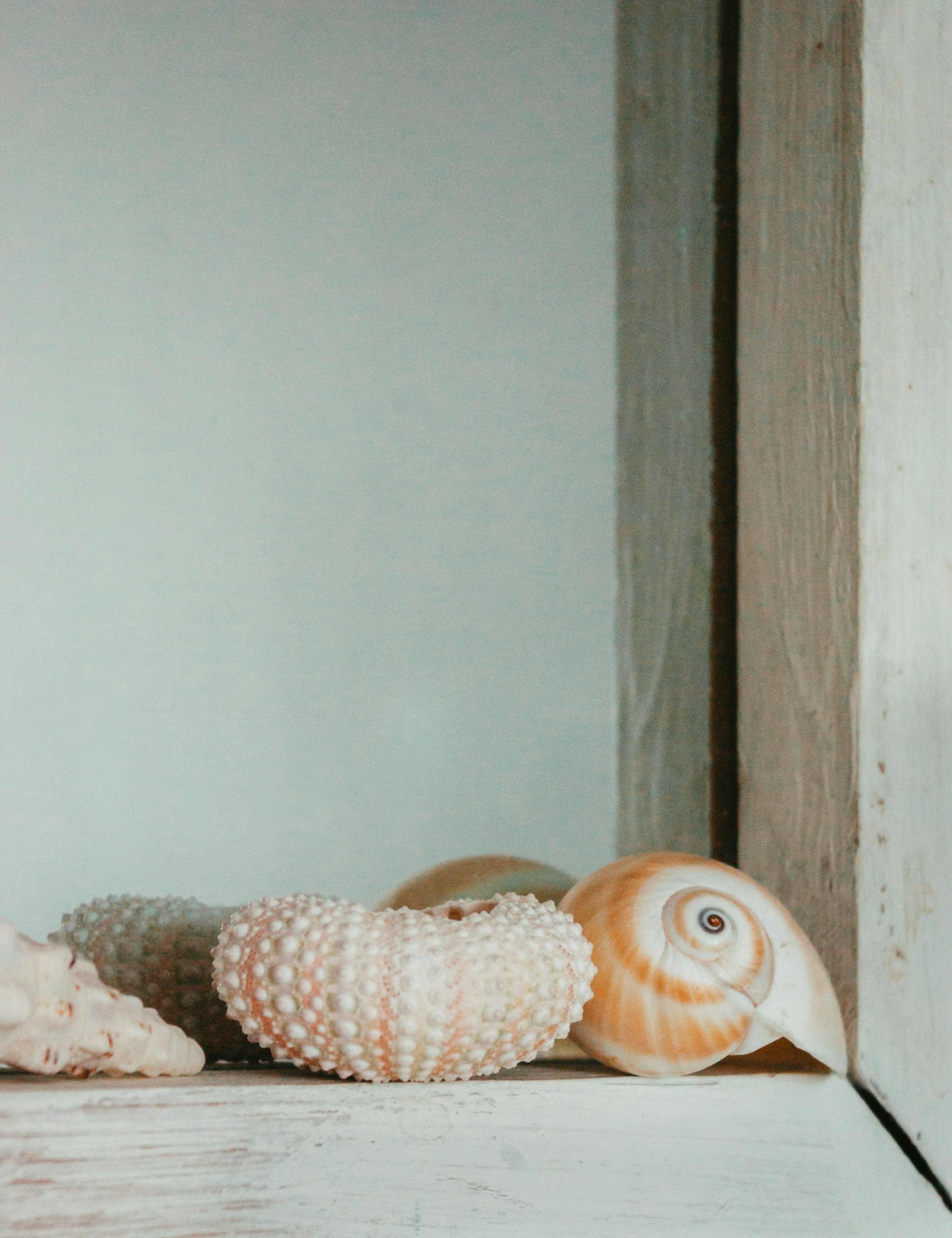 white and brown seashell on brown wooden shelf