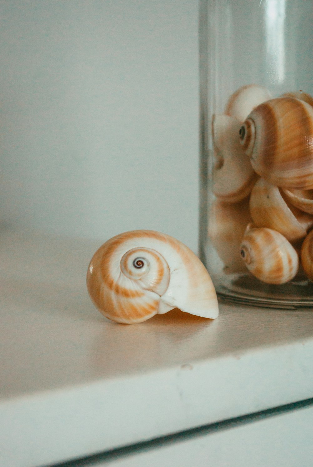 white and brown shell on white table