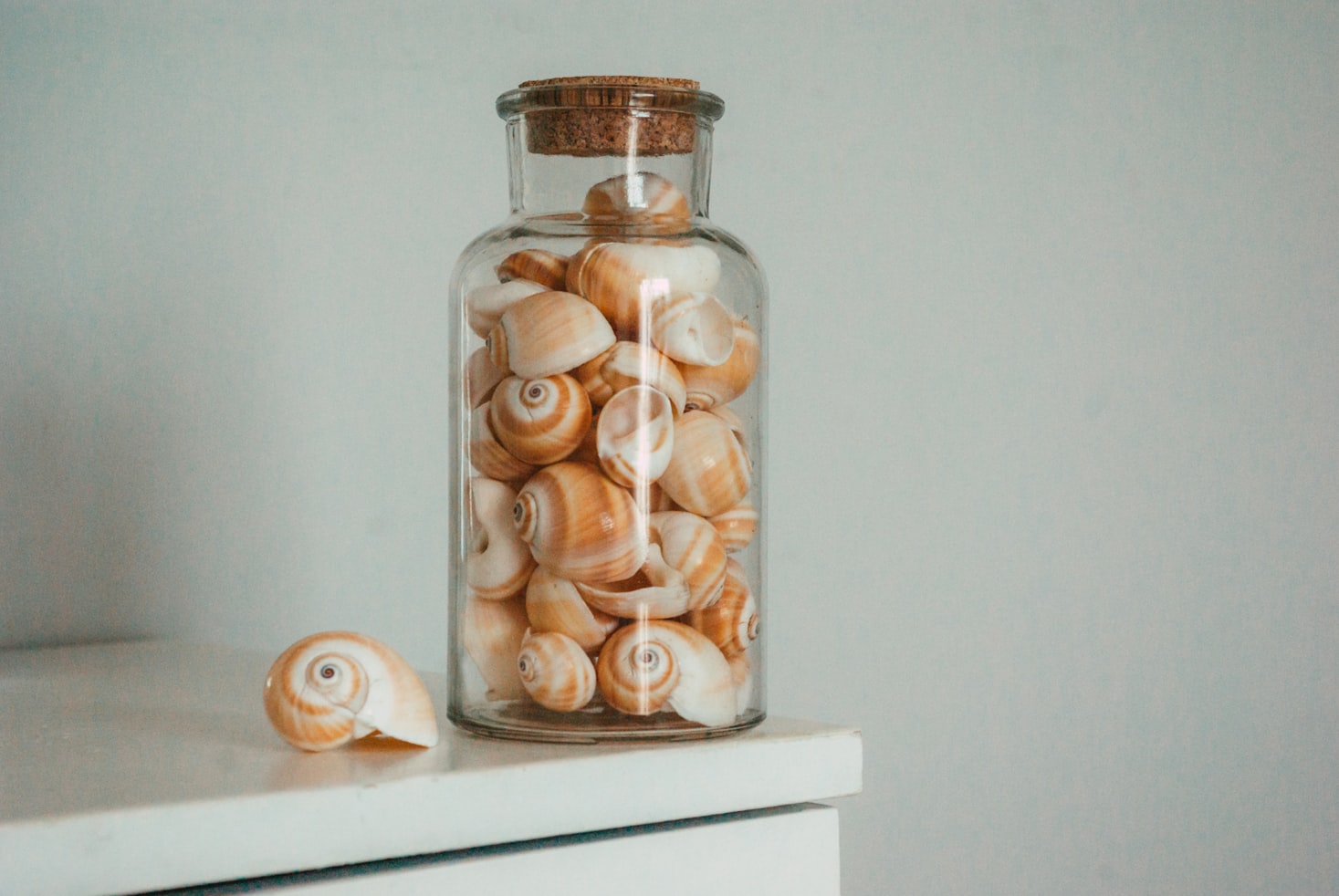 How To Display Shells (Creative Ways To Display Shells)