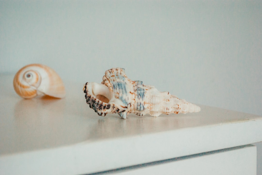 white and brown seashell on white table