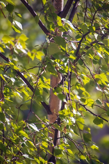 A close-up of a healthy oak tree branch with fresh green leaves glowing in the sunlight.