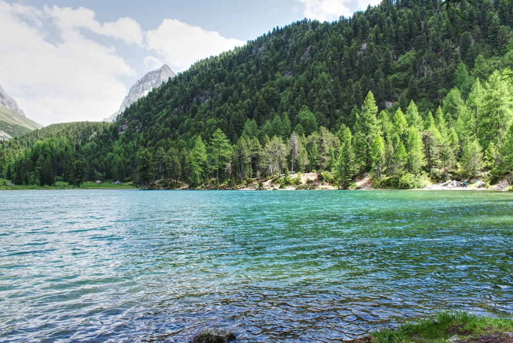 green trees near body of water during daytime