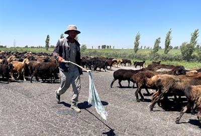 A shepherd is walking along a road holding a stick with a cloth. He is surrounded by a large flock of sheep, with a variety of brown shades. The landscape in the background shows a grassy area with sparse trees under a clear blue sky.