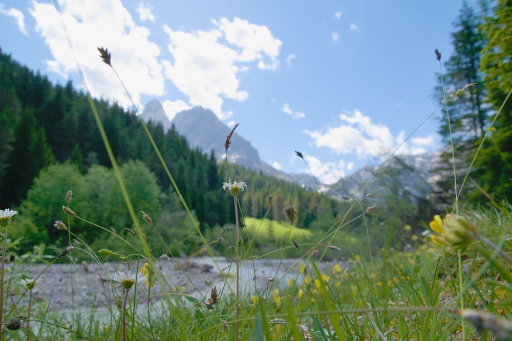 green grass field near lake under blue sky during daytime