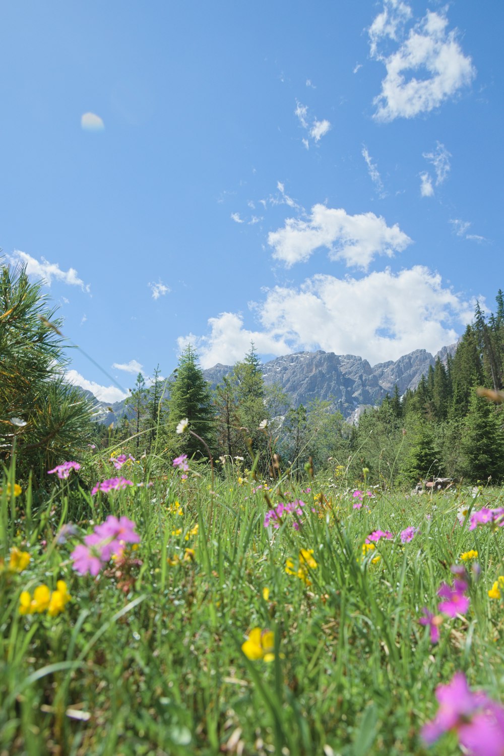 purple flower field near green trees and mountains under blue sky during daytime