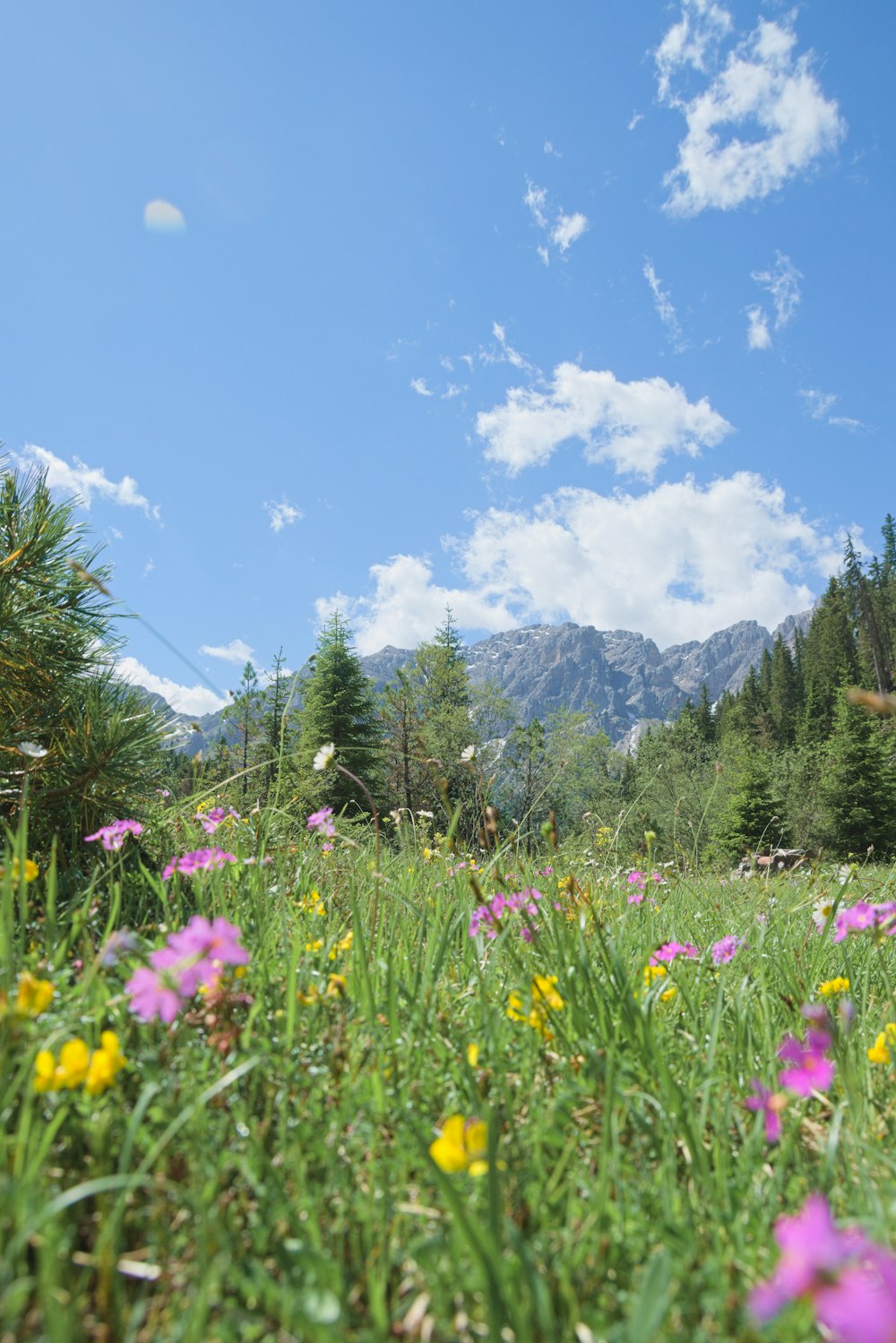 campo de flores roxas perto de árvores verdes e montanhas sob o céu azul durante o dia
