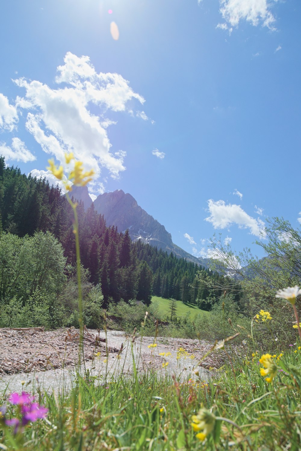 green trees and mountains under blue sky during daytime