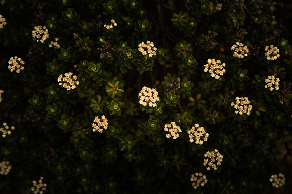 white and yellow flowers with green leaves