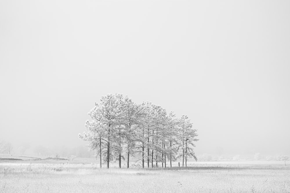Foto en escala de grises de árboles en el campo