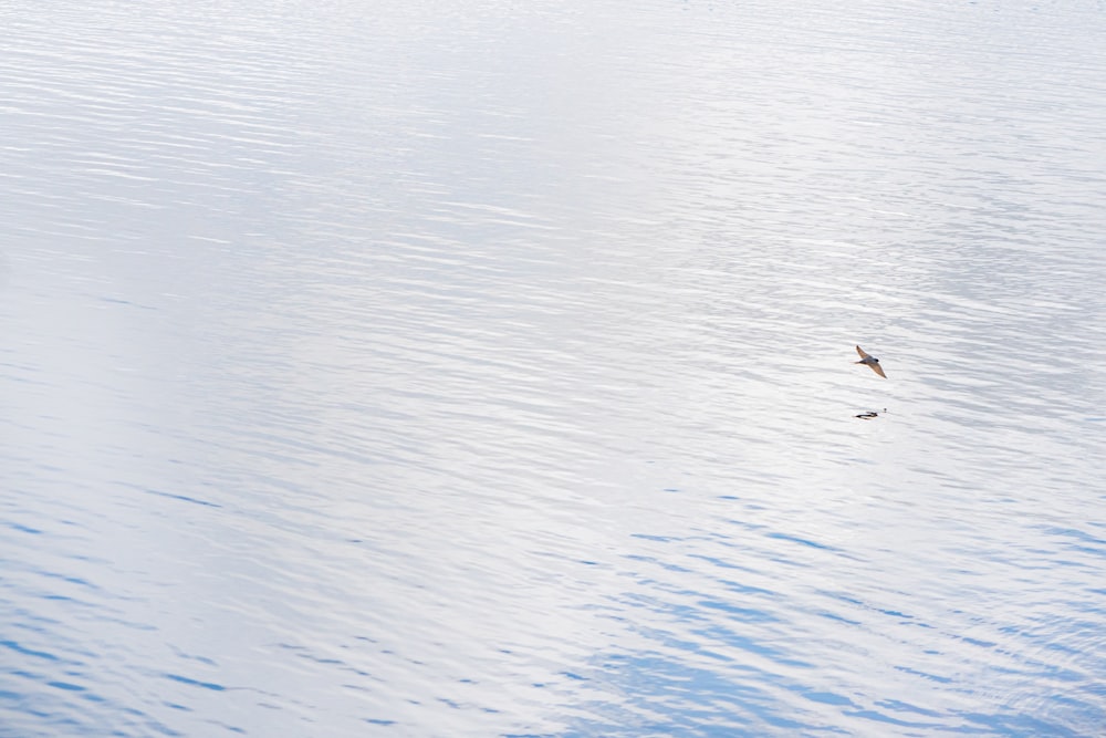 Vögel, die tagsüber über das Wasser fliegen