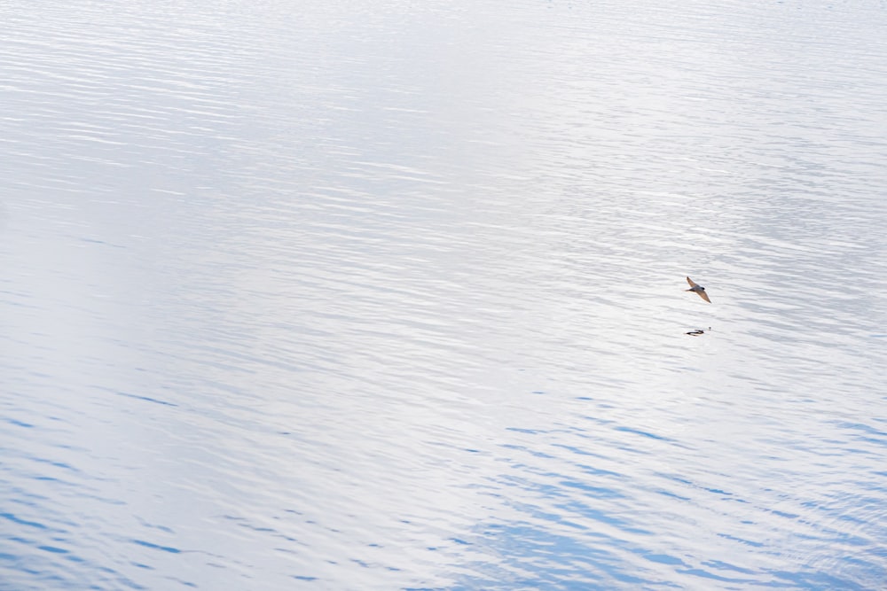 Pájaros volando sobre el agua durante el día