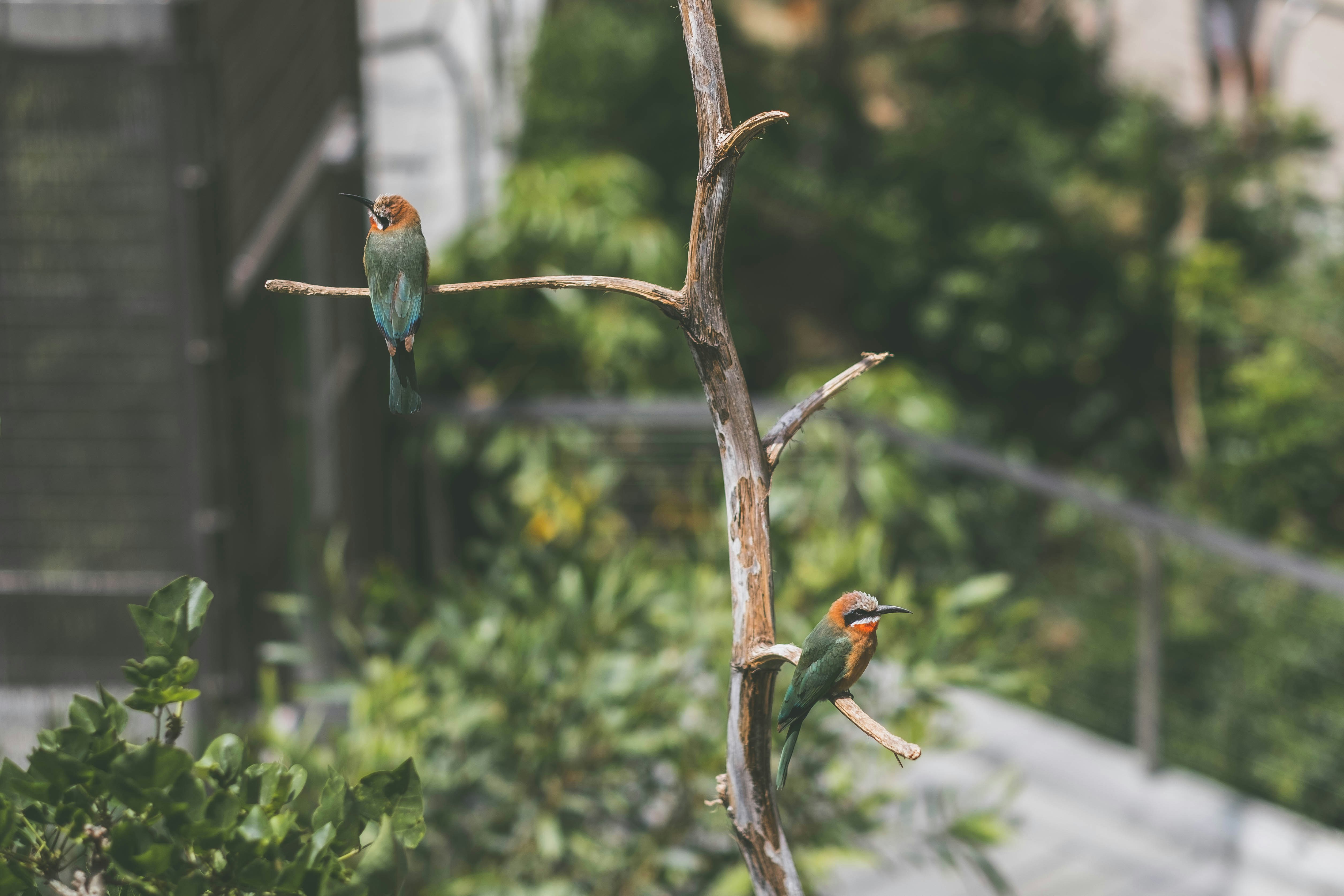 three-birds-perched-on-tree-branch-during-daytime-photo-free-animal