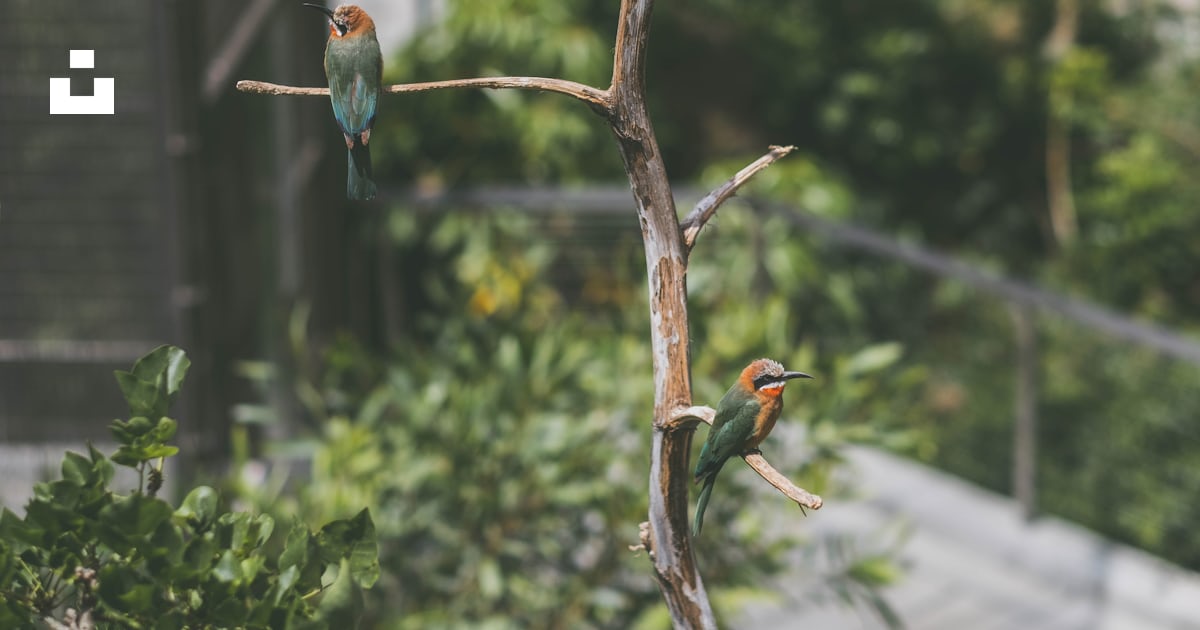 Three Birds Perched On Tree Branch During Daytime Photo Free Animal three-birds-perched-on-tree-branch-during-daytime-photo-free-animal